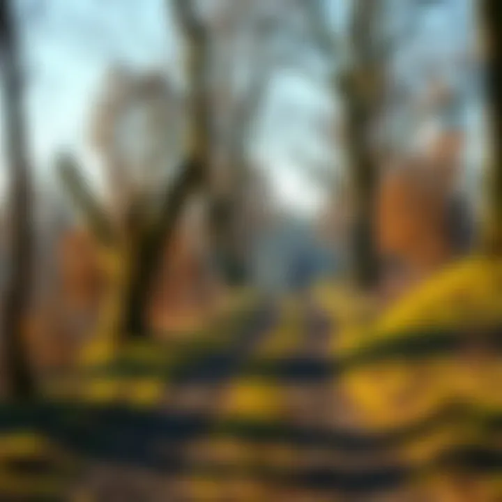 A person walking on a path surrounded by trees, reflecting on their experiences and growth