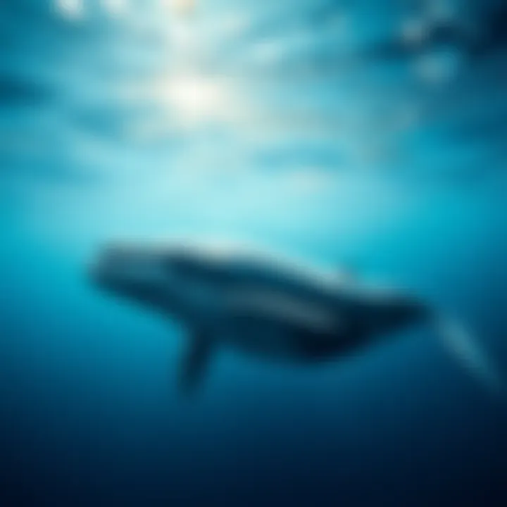 Pi the whale gracefully swimming through the ocean during migration season.